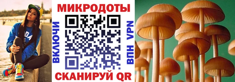 цены Окуловка Псилоцибиновые грибы Cubensis